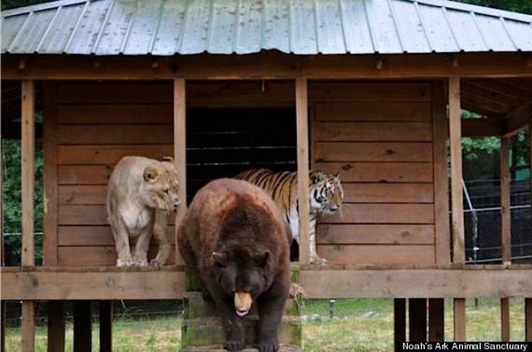 How An Abused Lion, Tiger And Bear Became An Unlikely Family 