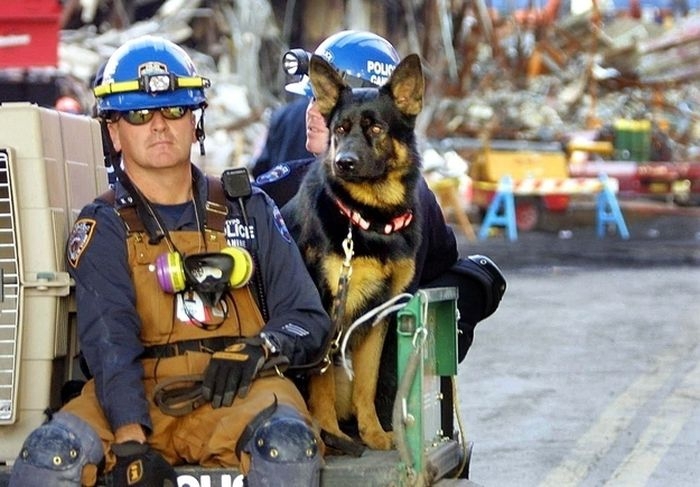 The 24 Most Heroic Animals In History