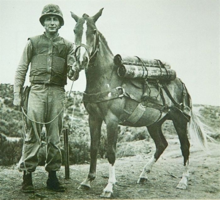 The 24 Most Heroic Animals In History