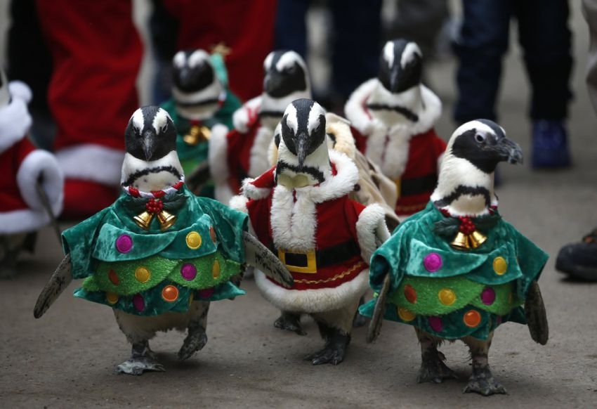 Christmas Penguins
