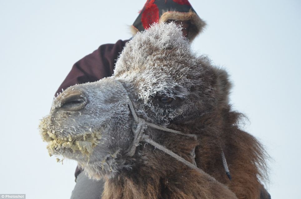 The Naadam in Hulun Buir