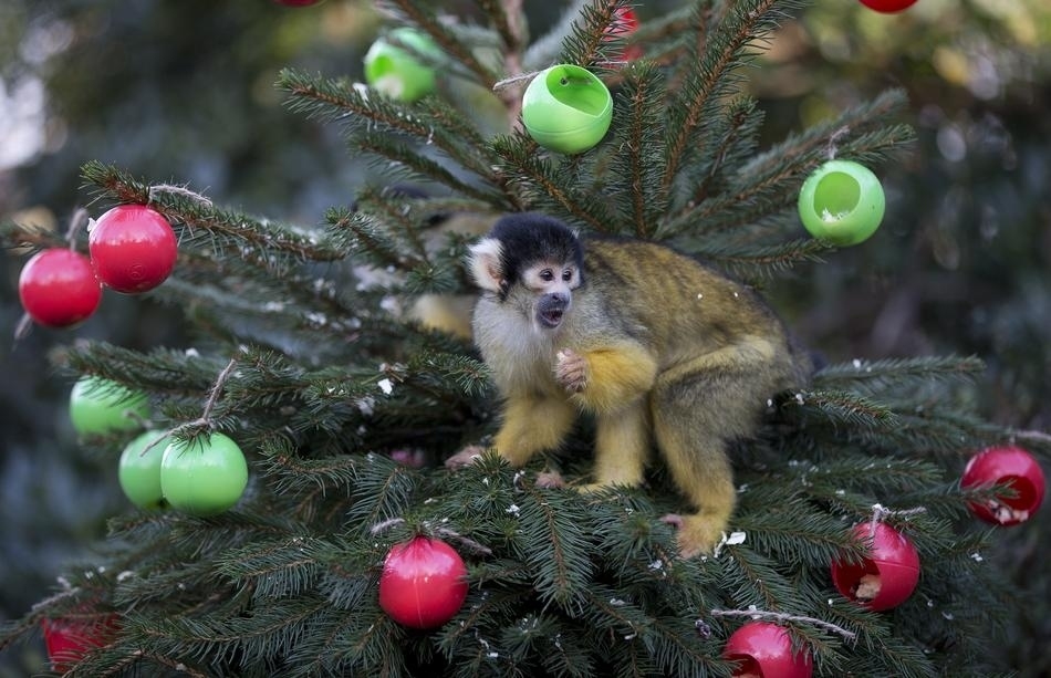 55 Incredible Images Of The World Celebrating Christmas