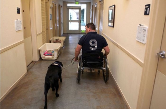 Soldiers and service dogs: a heartwarming friendship