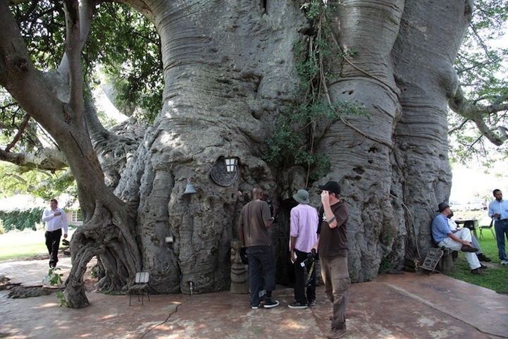 6,000-Year-Old Hollowed Out Tree is a Bar Inside