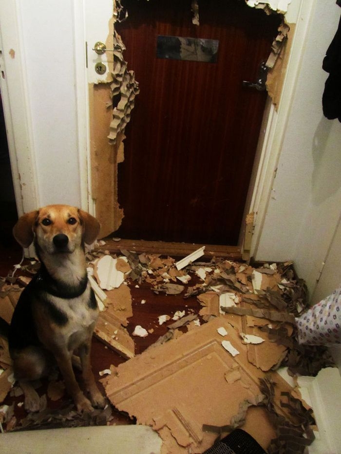 30 biggest dog fails of 2013