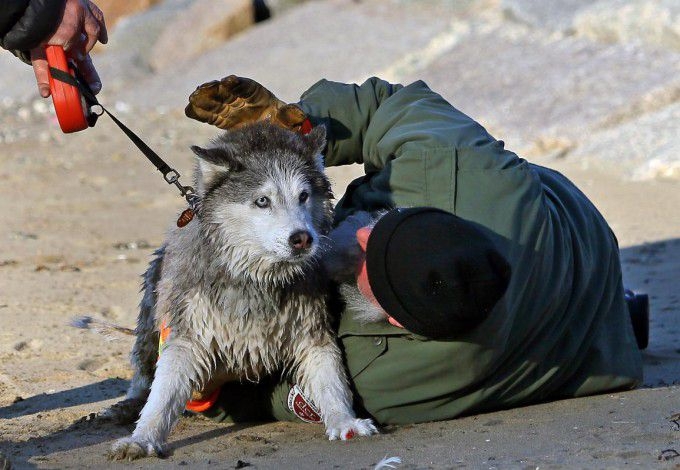 Saving of husky