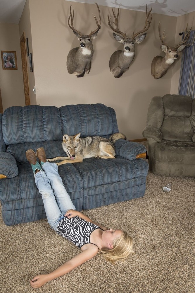 Coyote as a pet