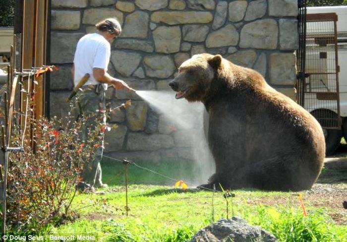 Bear trainers and their powerful pets