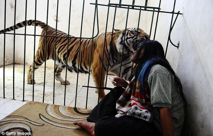 Friendship between tiger and a man