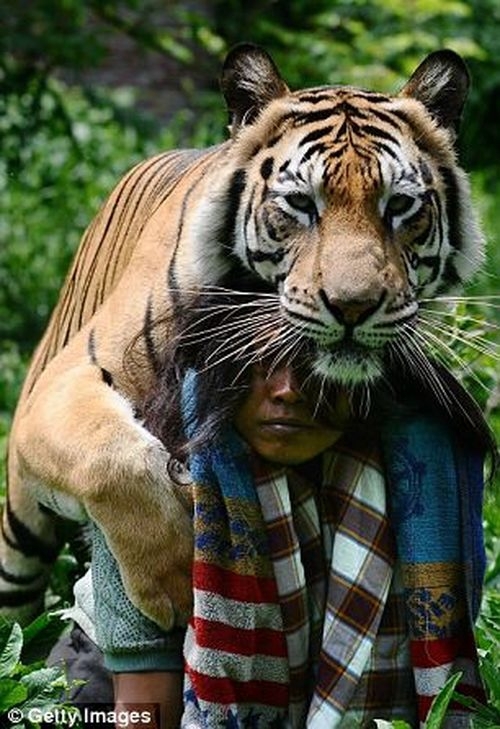 Friendship between tiger and a man