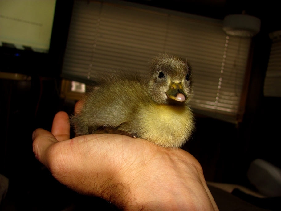 A man saved a duckling