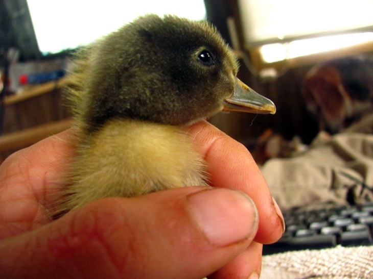 A man saved a duckling