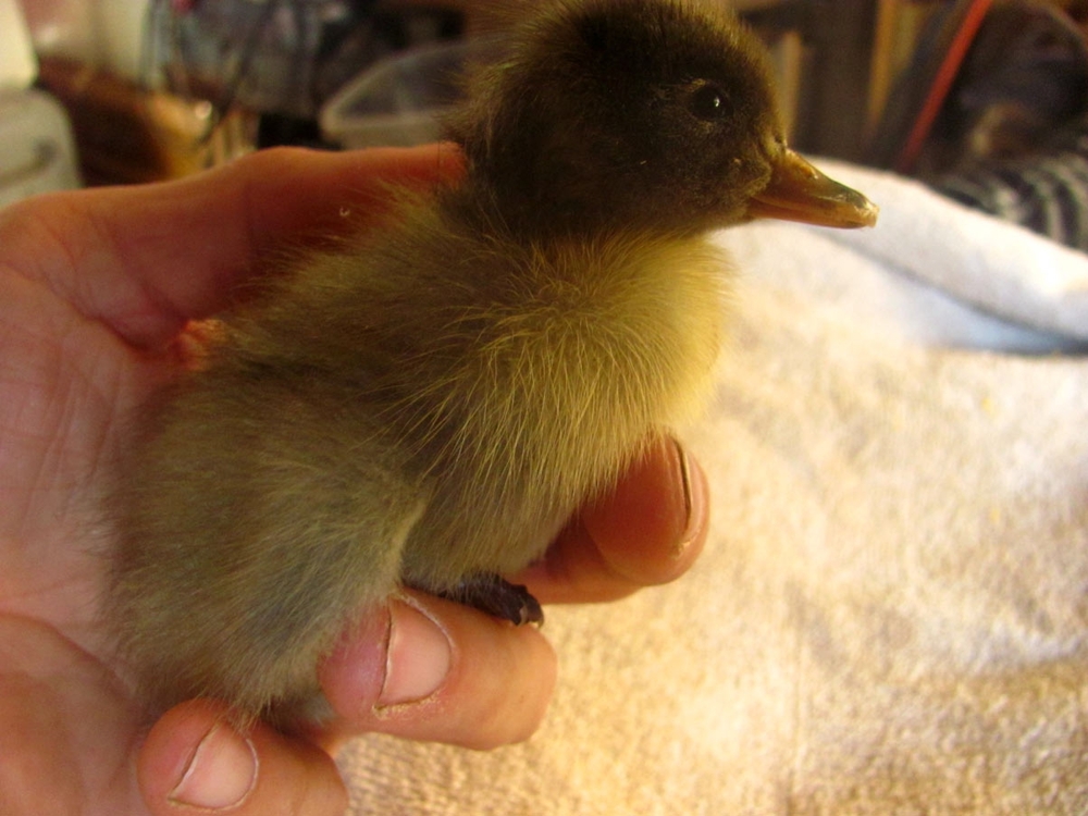 A man saved a duckling