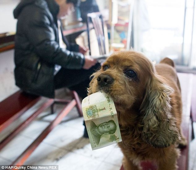Very clever dog who knows how to spend money