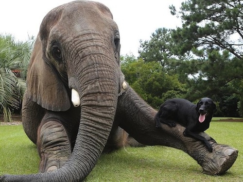 Friendship between a dog and an elephant