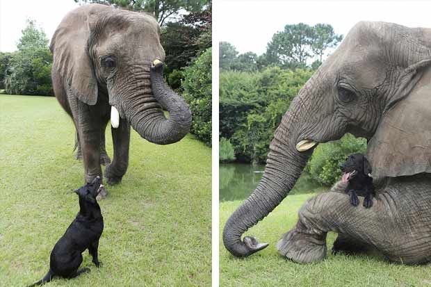 Friendship between a dog and an elephant