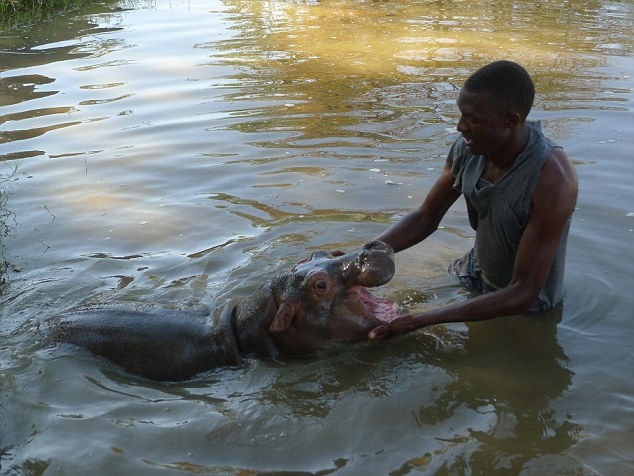 Friendship between hippo and a dog
