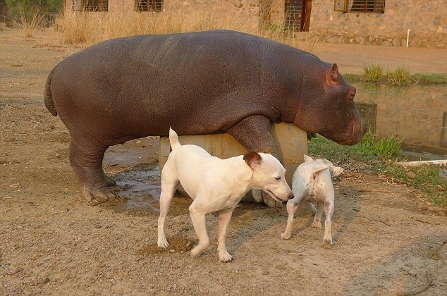 Friendship between hippo and a dog