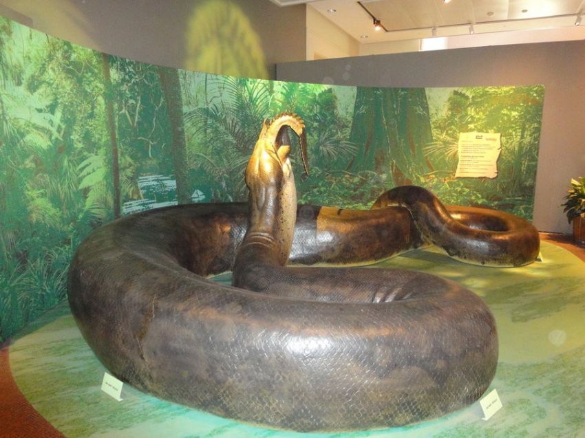 A giant snake titanoboa