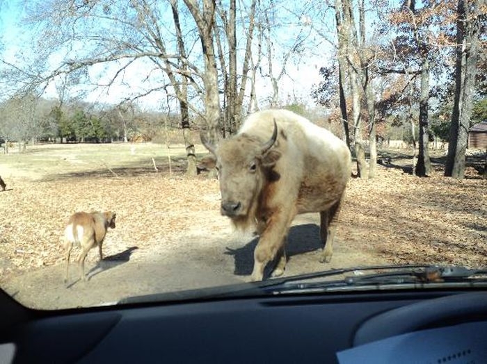 Park-safari in Alabama