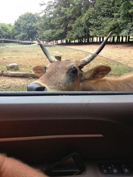 Park-safari in Alabama