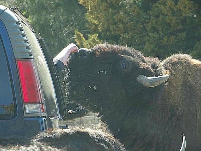 Park-safari in Alabama