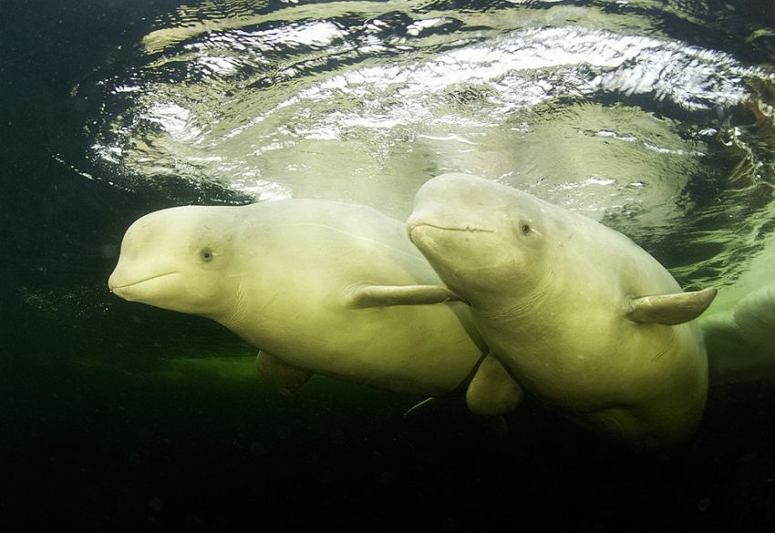 Freediver from Russia swims with beluga whales