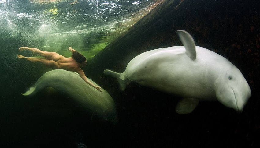 Freediver from Russia swims with beluga whales