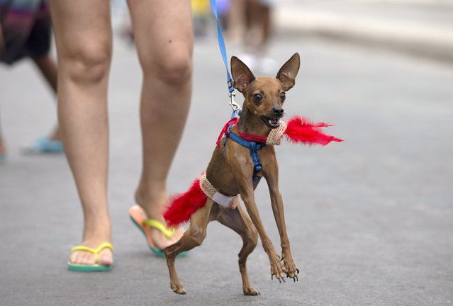 Dog carnival in Rio