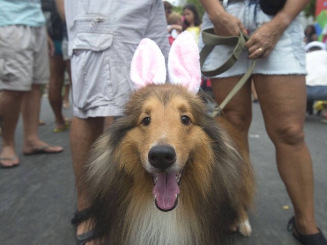Dog carnival in Rio