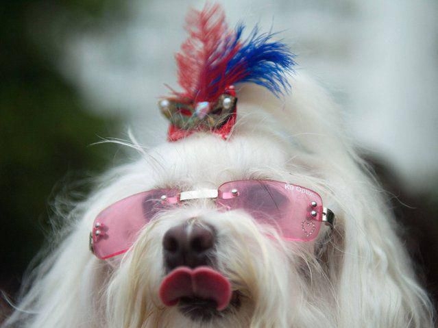 Dog carnival in Rio