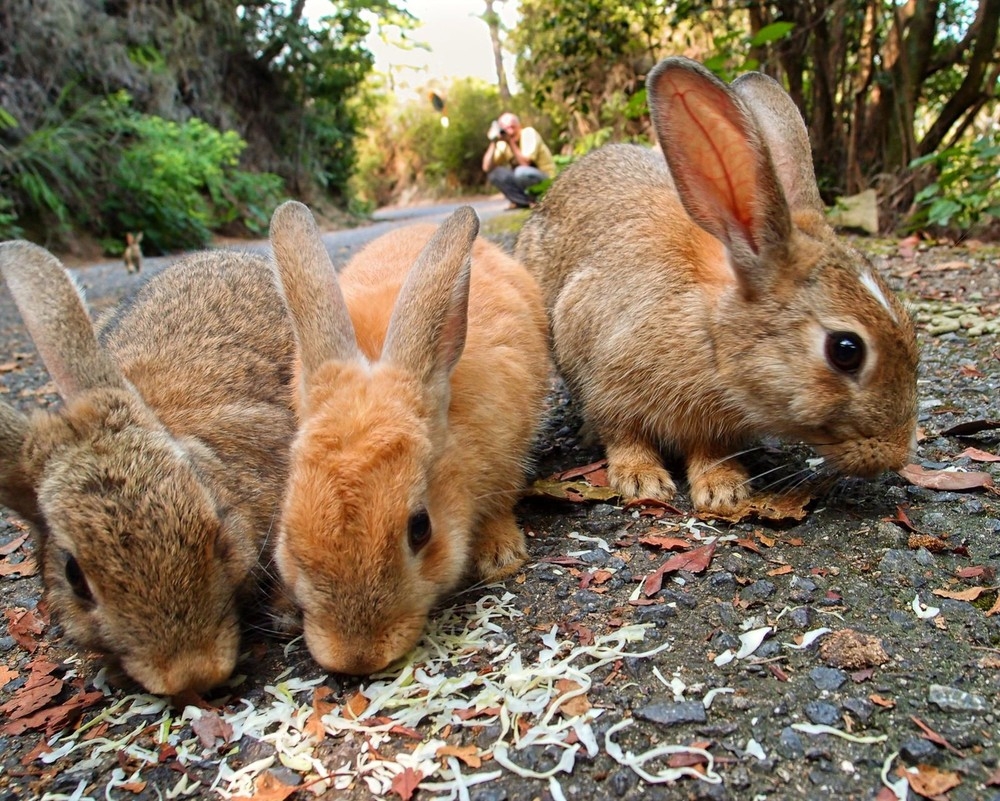 Rabbit island in Japan