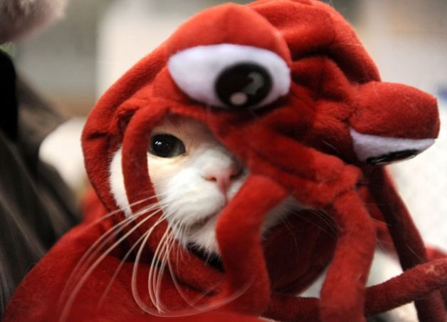 Cats in costumes of other animals