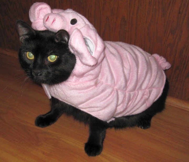 Cats in costumes of other animals