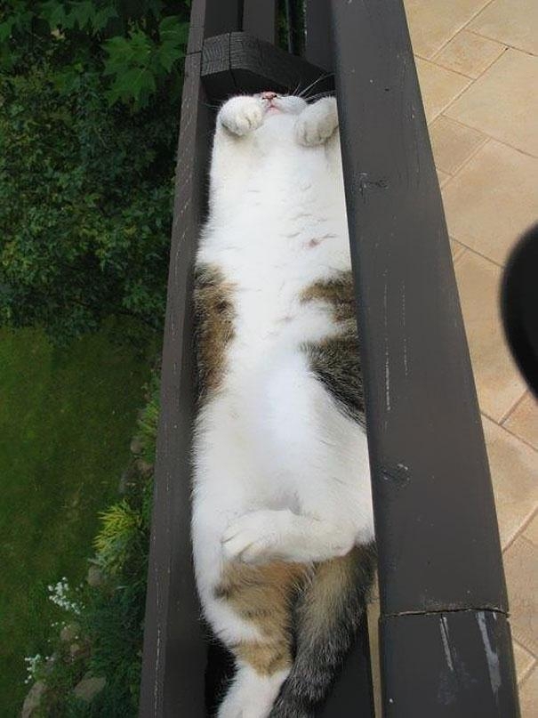 Cats who can be placed even in small areas