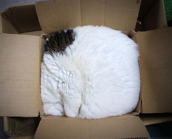 Cats who can be placed even in small areas