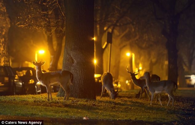 Deers on London streets