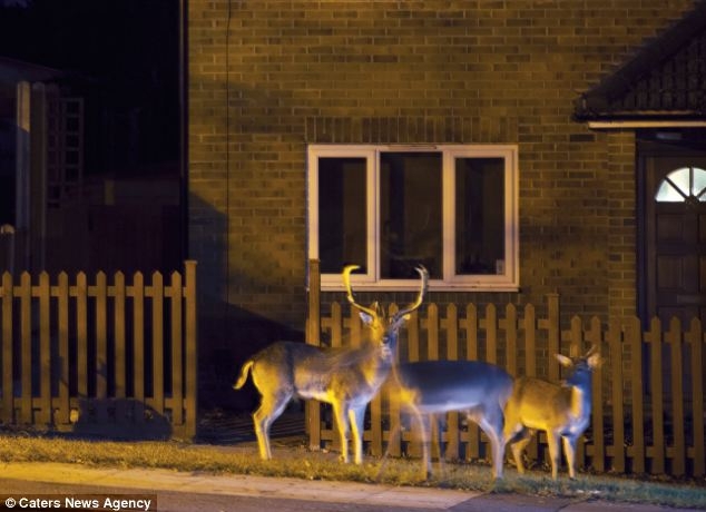 Deers on London streets