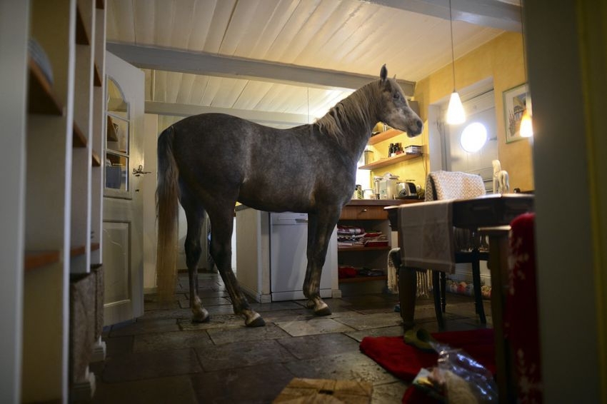 A horse in the house