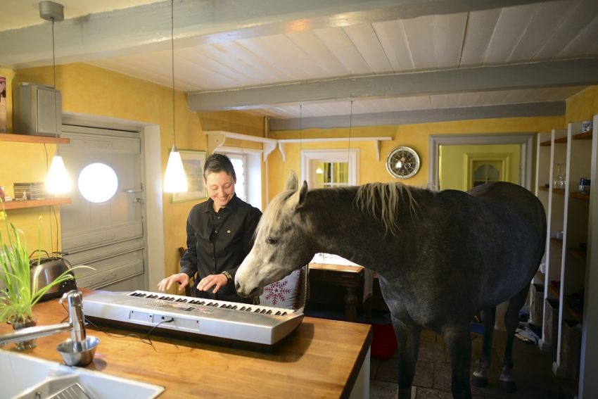 A horse in the house