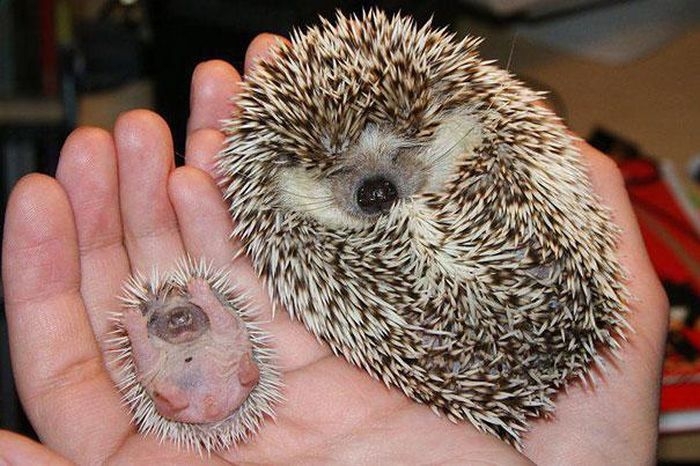Animals and Their Mini Me Versions