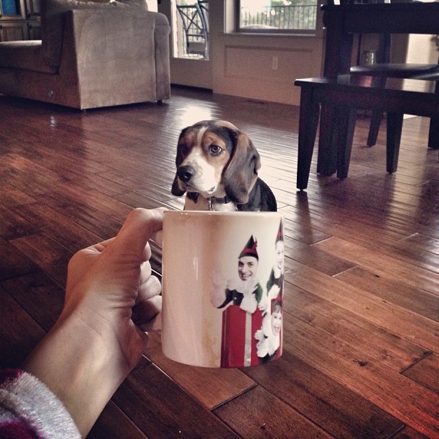 Dogs of All Sizes Look Like They're Sitting in Mugs. Collective "Aww" 