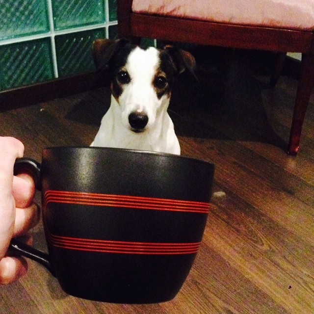 Dogs of All Sizes Look Like They're Sitting in Mugs. Collective "Aww" 