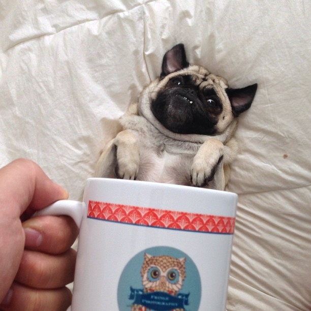 Dogs of All Sizes Look Like They're Sitting in Mugs. Collective "Aww" 