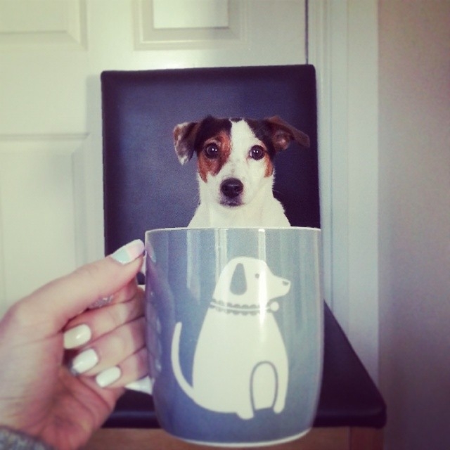 Dogs of All Sizes Look Like They're Sitting in Mugs. Collective "Aww" 