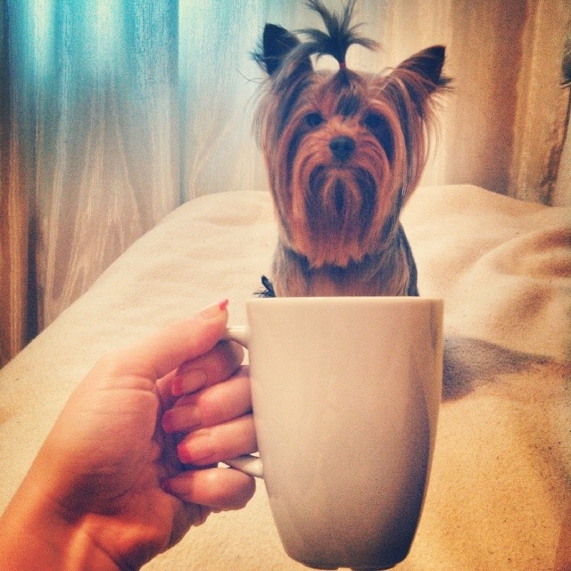 Dogs of All Sizes Look Like They're Sitting in Mugs. Collective "Aww" 