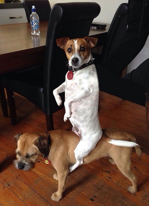 29 Dogs You Won’t Believe Actually Exist