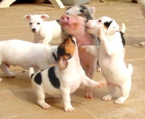 Very Important Pigs Are Here To Melt Your Heart