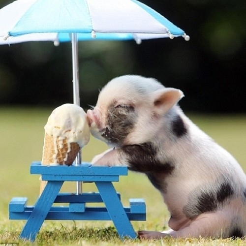 Very Important Pigs Are Here To Melt Your Heart