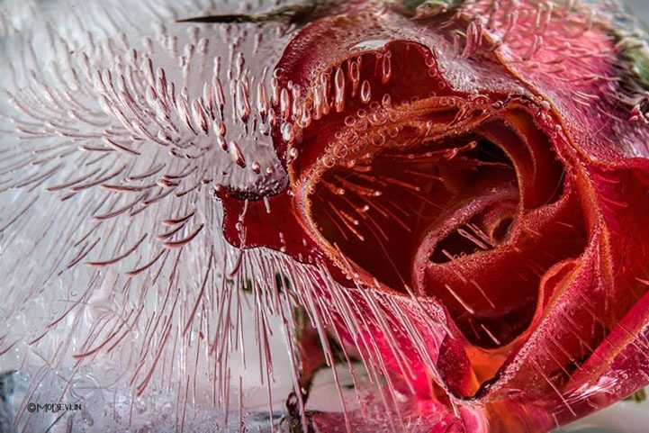 Incredible Up-Close Textured Details of Frozen Flowers